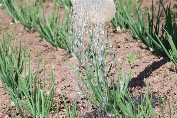 大蒜的种植时间，可分为春播和秋播
