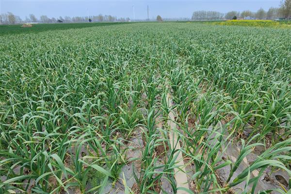 大蒜的种植时间，可分为春播和秋播