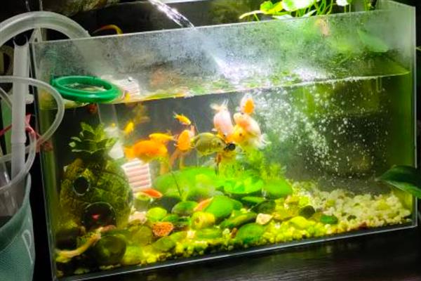 金鱼为什么不爱游动，通常是水温不适、环境变化、水质不佳等原因造成