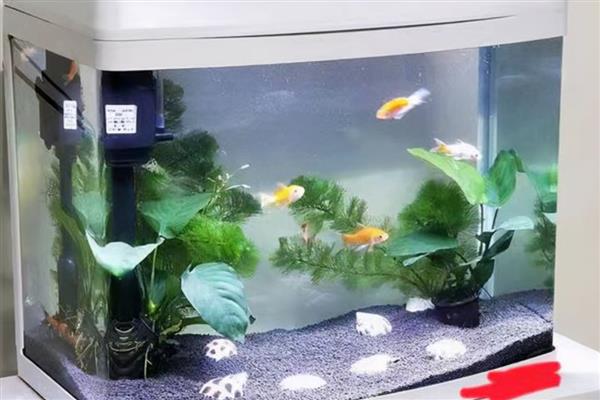 金鱼为什么不爱游动，通常是水温不适、环境变化、水质不佳等原因造成