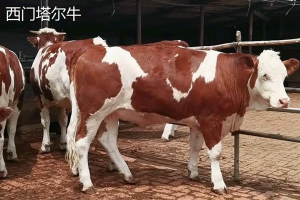 牛有哪些品种，常见的有南阳牛、晋南牛等