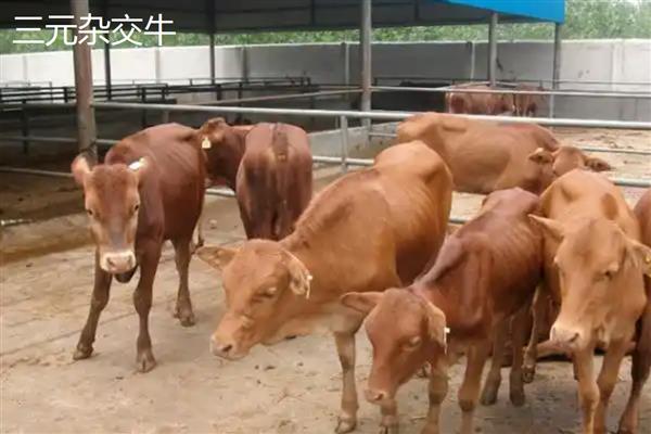 牛有哪些品种，常见的有南阳牛、晋南牛等