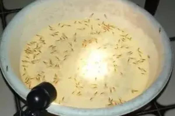 涨水蛾的防治方式，一定要保持室内的干燥