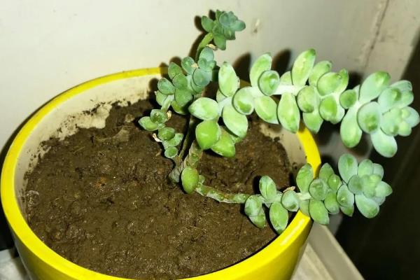 新玉缀的砍头方法，应修剪生长健壮且肥厚的茎叶