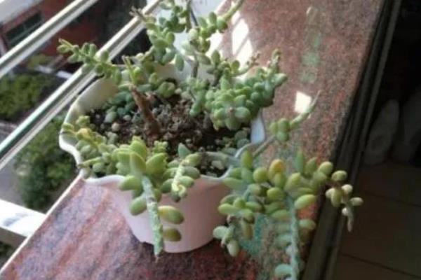 新玉缀的砍头方法，应修剪生长健壮且肥厚的茎叶