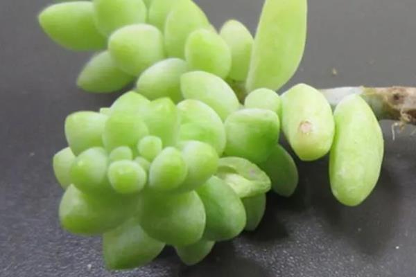 新玉缀的砍头方法，应修剪生长健壮且肥厚的茎叶