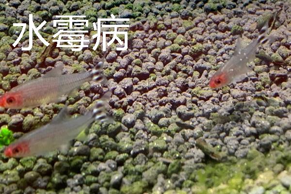 红鼻剪刀鱼身上出现白点怎么办，把水温提升至28℃以上可灭杀病菌和寄生虫