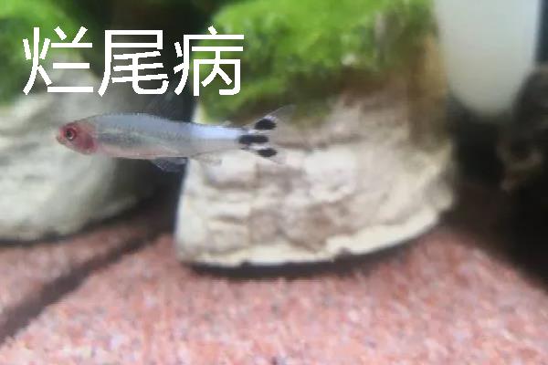 红鼻剪刀鱼身上出现白点怎么办，把水温提升至28℃以上可灭杀病菌和寄生虫