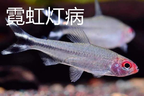红鼻剪刀鱼身上出现白点怎么办，把水温提升至28℃以上可灭杀病菌和寄生虫