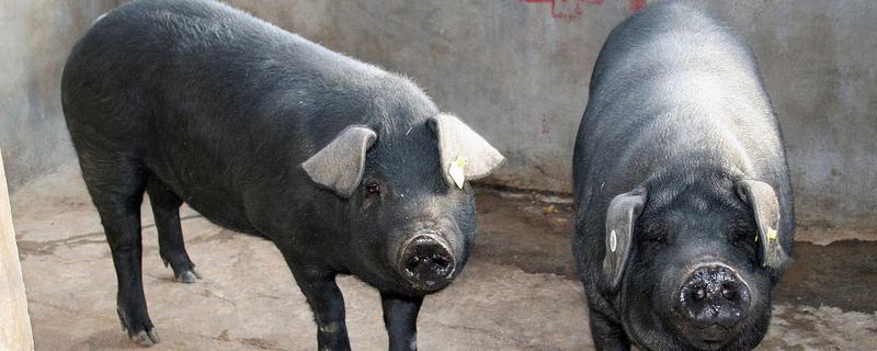 莱猪的简介，指含有瘦肉精的猪肉