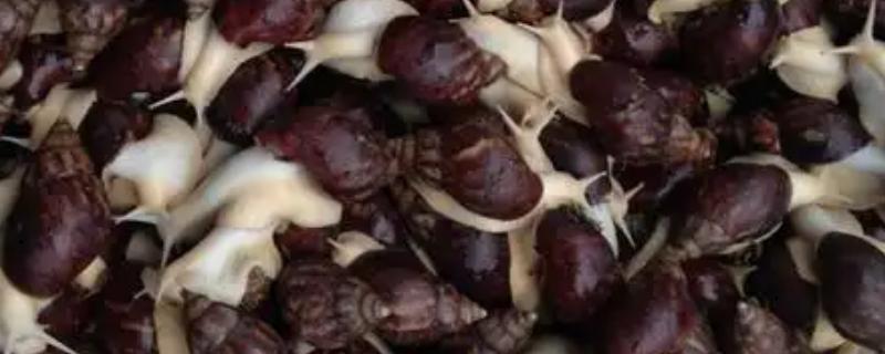 食用蜗牛有没有养殖前景，在市场上供不应求前景可观