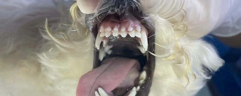 狗狗双排牙的影响，会影响咀嚼