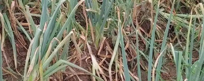 大葱软腐病和根腐病的区别，危害部位不同