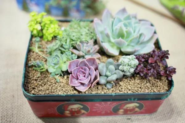 多肉植物的播种注意事项，使用泥炭、颗粒、蛭石混合配制盆土
