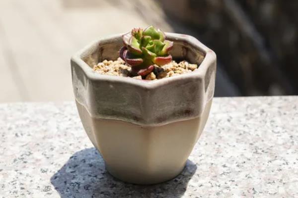 多肉植物的播种注意事项，使用泥炭、颗粒、蛭石混合配制盆土