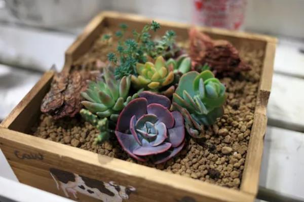 多肉植物的播种注意事项，使用泥炭、颗粒、蛭石混合配制盆土
