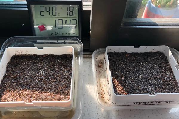 多肉植物的播种注意事项，使用泥炭、颗粒、蛭石混合配制盆土