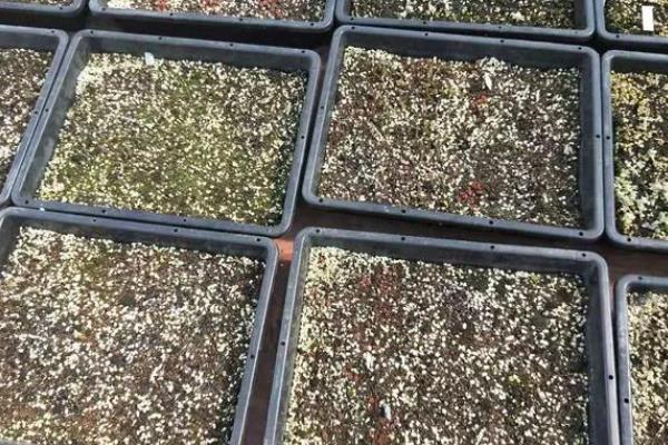 多肉植物的播种注意事项，使用泥炭、颗粒、蛭石混合配制盆土