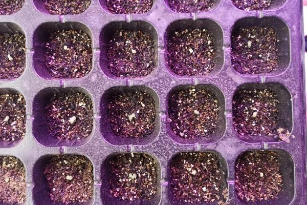 多肉植物的播种注意事项，使用泥炭、颗粒、蛭石混合配制盆土