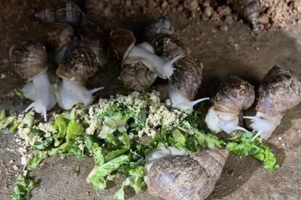 食用蜗牛有没有养殖前景，在市场上供不应求前景可观