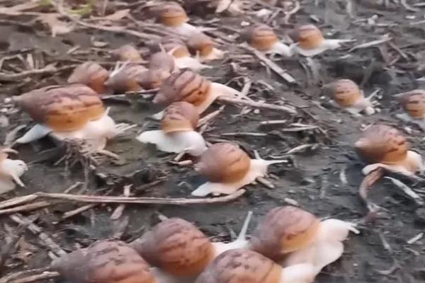 食用蜗牛有没有养殖前景，在市场上供不应求前景可观