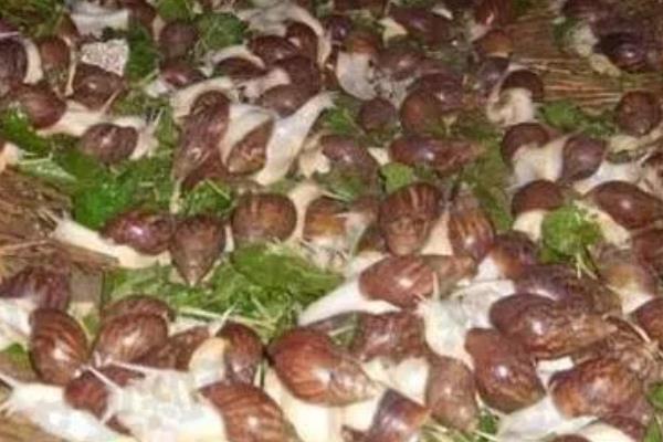 食用蜗牛有没有养殖前景，在市场上供不应求前景可观