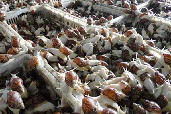 食用蜗牛有没有养殖前景，在市场上供不应求前景可观