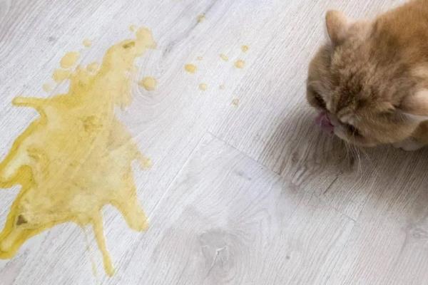 猫肠胃炎的症状，会出现情绪低落，体温轻微升高等