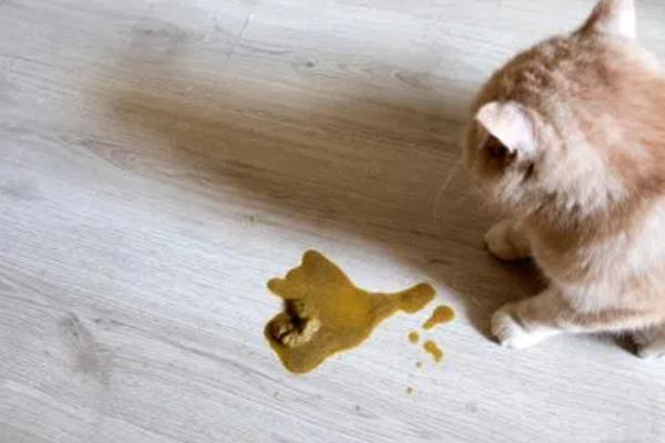 猫肠胃炎的症状，会出现情绪低落，体温轻微升高等