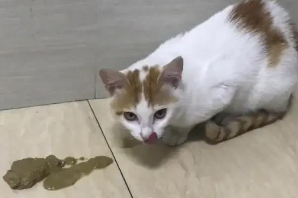 猫肠胃炎的症状，会出现情绪低落，体温轻微升高等
