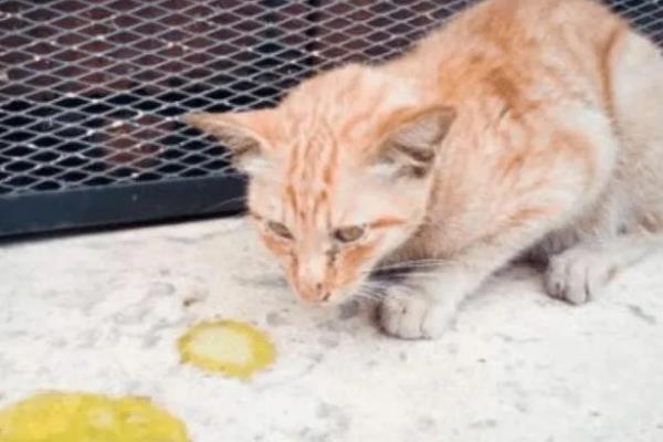 猫肠胃炎的症状，会出现情绪低落，体温轻微升高等