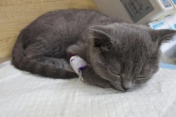 猫肠胃炎的症状，会出现情绪低落，体温轻微升高等