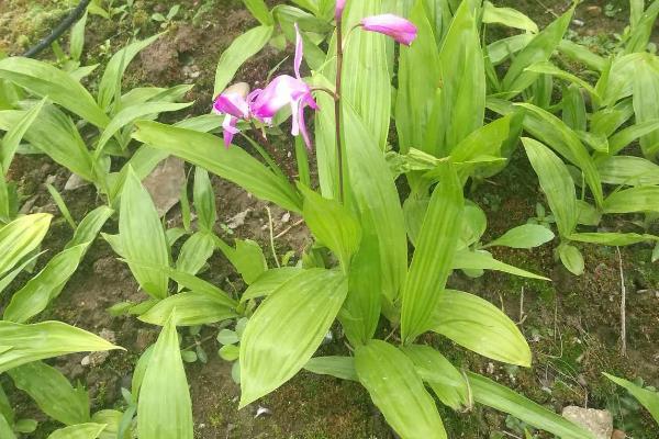 白芨在什么时候开花，一般在4-5月开花