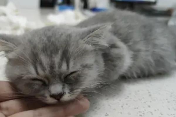 猫肠胃炎的症状，会出现情绪低落，体温轻微升高等