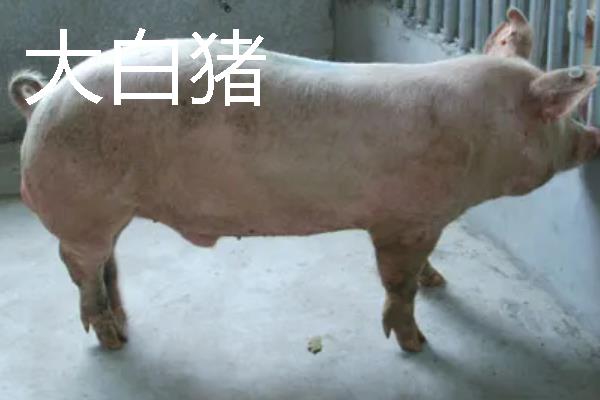 莱猪的简介，指含有瘦肉精的猪肉