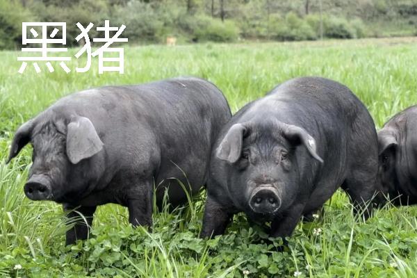 莱猪的简介，指含有瘦肉精的猪肉