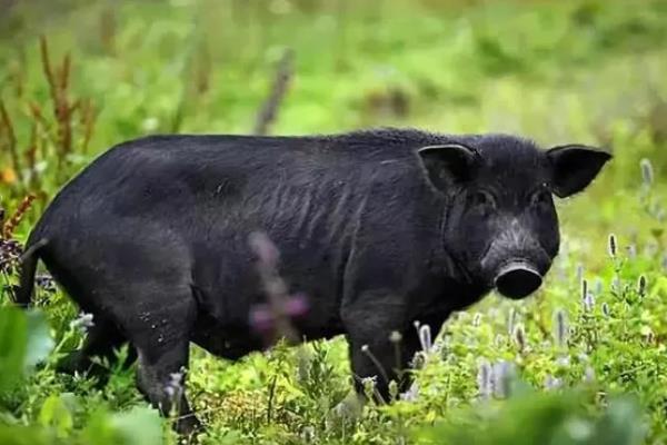 莱猪的简介，指含有瘦肉精的猪肉