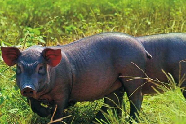 莱猪的简介，指含有瘦肉精的猪肉