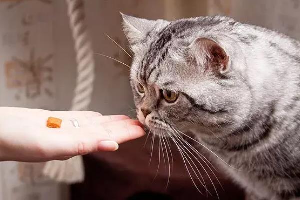 猫肠胃炎的症状，会出现情绪低落，体温轻微升高等