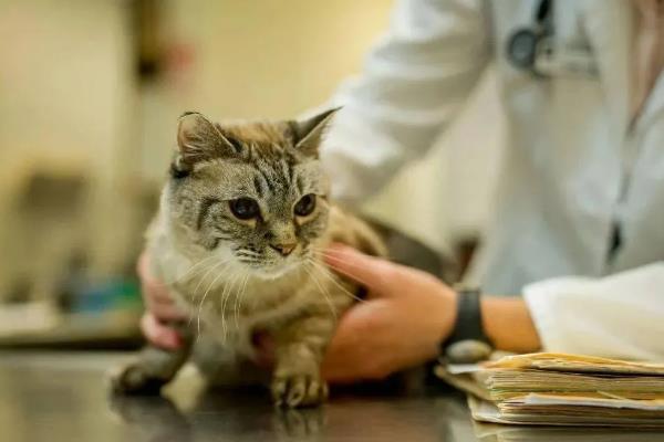 猫肠胃炎的症状，会出现情绪低落，体温轻微升高等