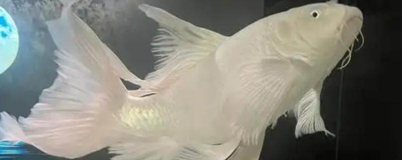 蝴蝶鲤如何饲养，每天只需投喂一次