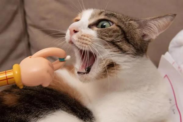 猫肠胃炎的症状，会出现情绪低落，体温轻微升高等