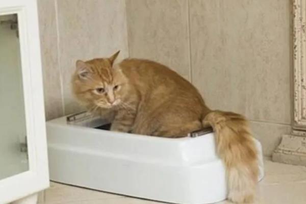 猫肠胃炎的症状，会出现情绪低落，体温轻微升高等