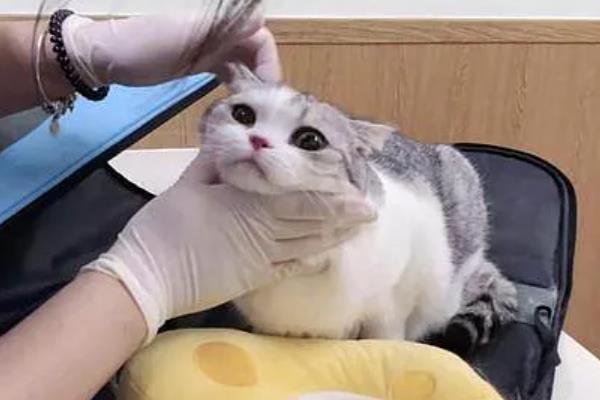 猫肠胃炎的症状，会出现情绪低落，体温轻微升高等