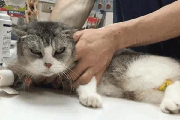 猫肠胃炎的症状，会出现情绪低落，体温轻微升高等