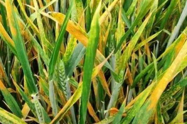 怎么防治小麦叶枯病，播种前用福美双等药物拌种具有防效