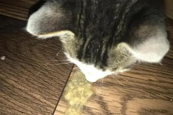 猫肠胃炎的症状，会出现情绪低落，体温轻微升高等