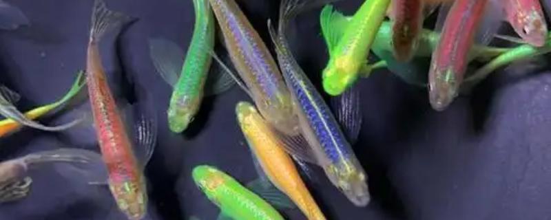长鳍斑马鱼好不好养，容易饲养适合新手