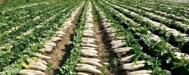 哪些蔬菜在11月份上市，常见西兰花、菠菜、萝卜等品种