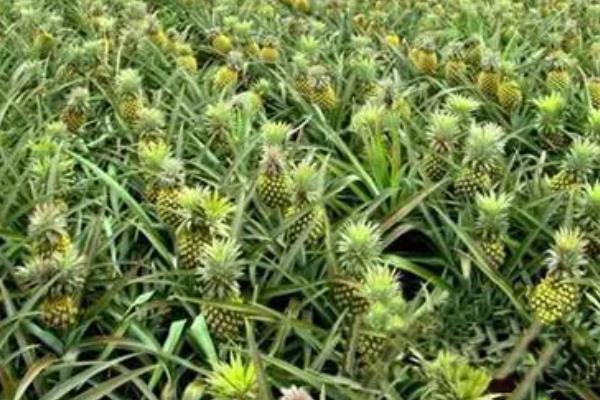 菠萝从种植到结果所需时间，经过3-4年左右才能开花结实